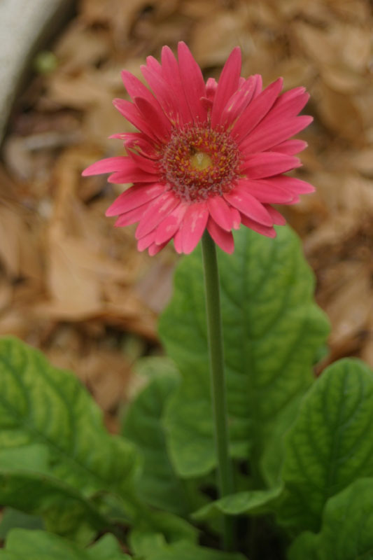 daisy