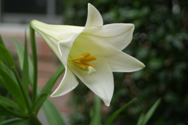 lily