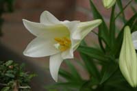 lily_02