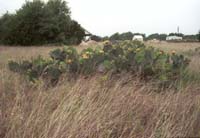 scenery_06