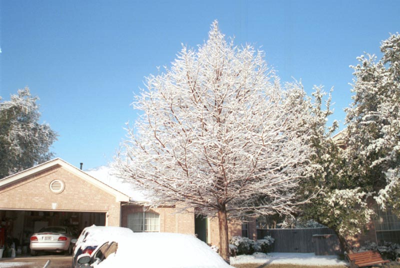 snow_20040214_10