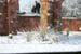 snow_20040214_15